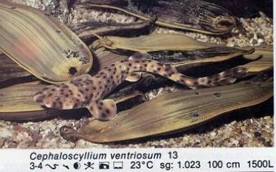 Cephaloscyllium ventriosum